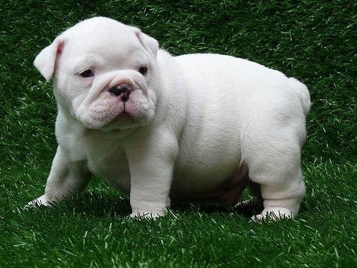 Gorgeous English Bulldog at ***
