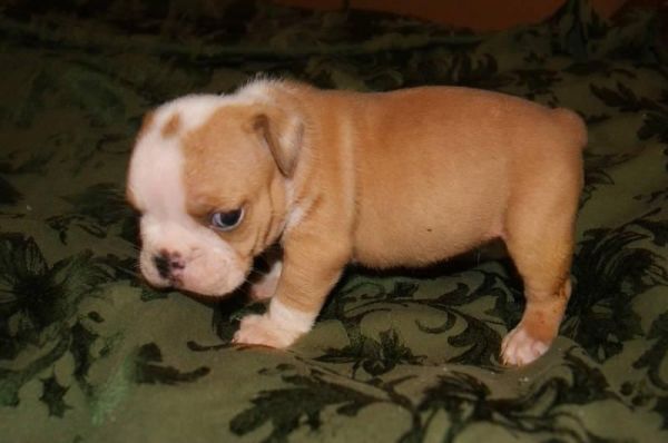 Adorable English Bulldog Puppies