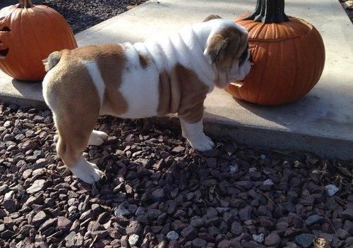 male english bulldog for free adoption