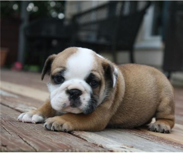 Akc English Bulldogs Puppies For Adoption
