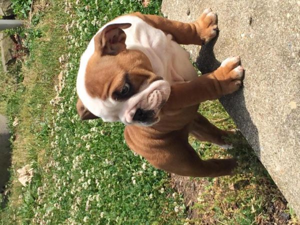 Special*english Bulldog Pups!