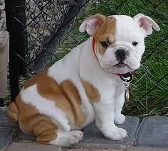 English bulldog puppiez