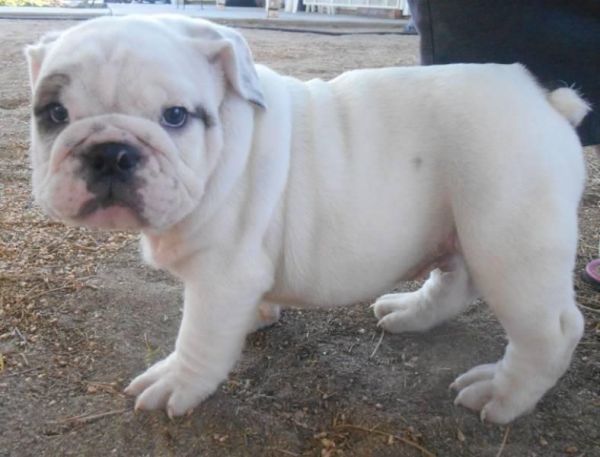 Two Great English Bulldog Puppies For Sale...