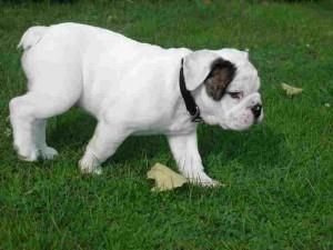 Purebred English bulldog Puppies Available