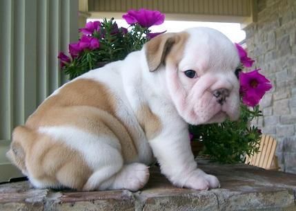 ZMN English Bulldog P uppies
