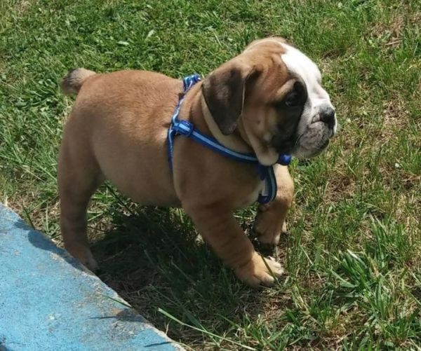 Registered English Bulldog Puppies