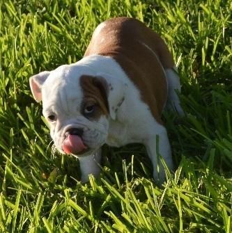 Adorable Bulldogs with great personalities