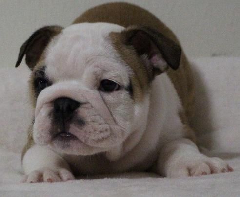 English Bulldog Akc Registered Puppies
