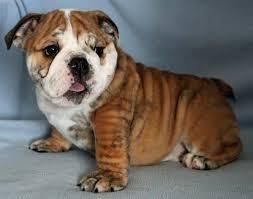 Adorable and great looking English Bulldog Puppies