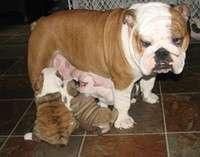 Healthy English Bulldog Puppies For Sale
