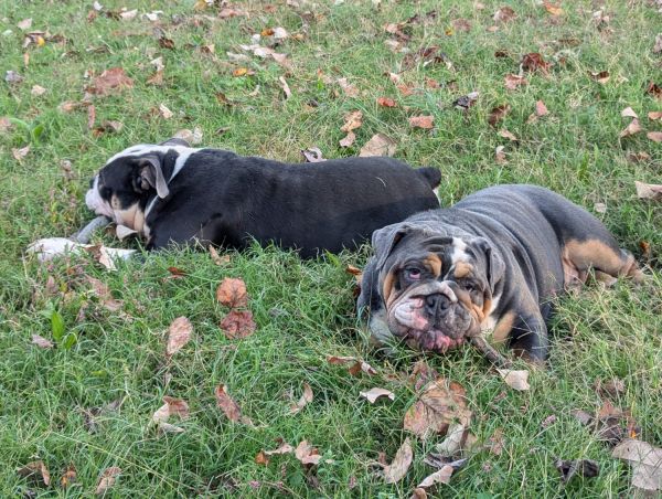 Pair of English bulldogs