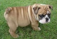 Unique Female English puppy...