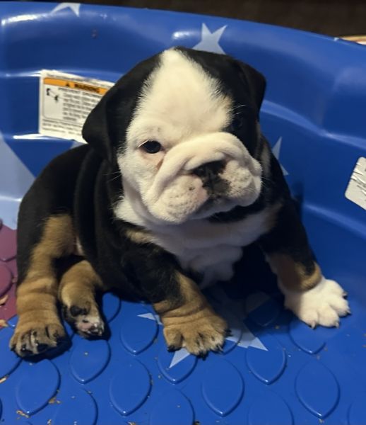 English Bulldog pup