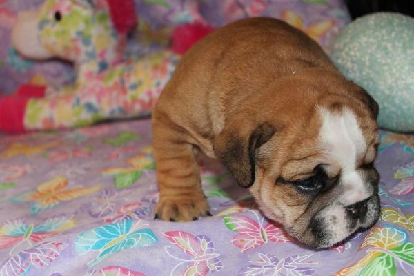 Registered English Bulldog Puppies