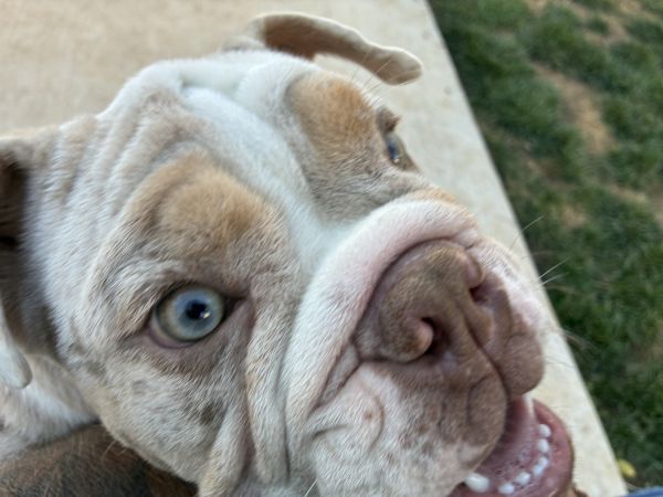 Beautiful English Bulldog