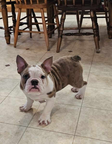 MINI Bulldog puppies