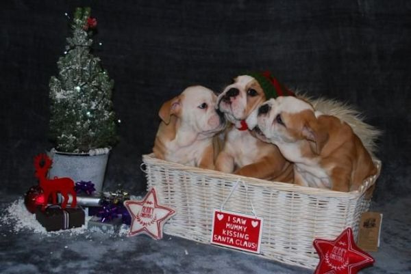 Pretty English Bull pups NY