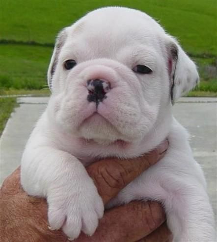English Bulldog Puppies.