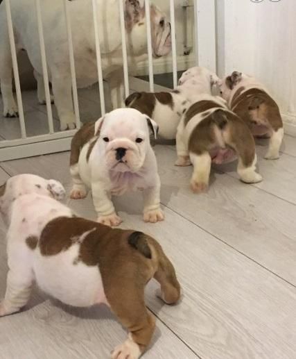 British Bulldog Puppies