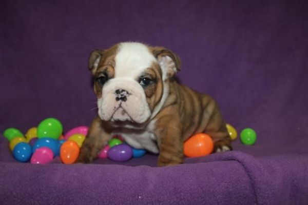 AKC English Bulldogs