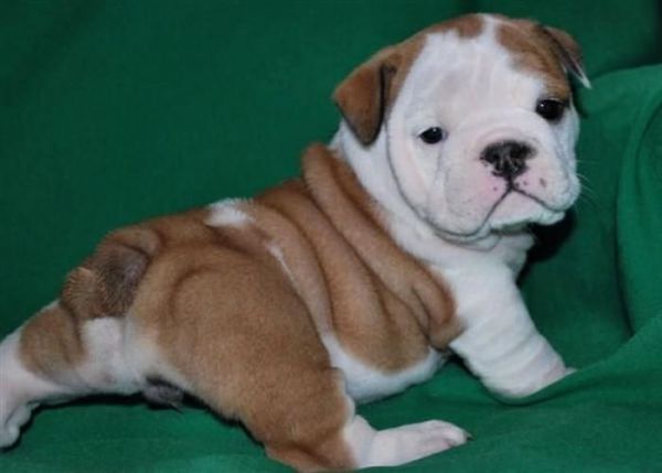 Champion English Bulldog Puppies