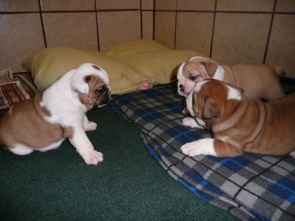 English Bulldog Puppies Available,(***) ***-***6