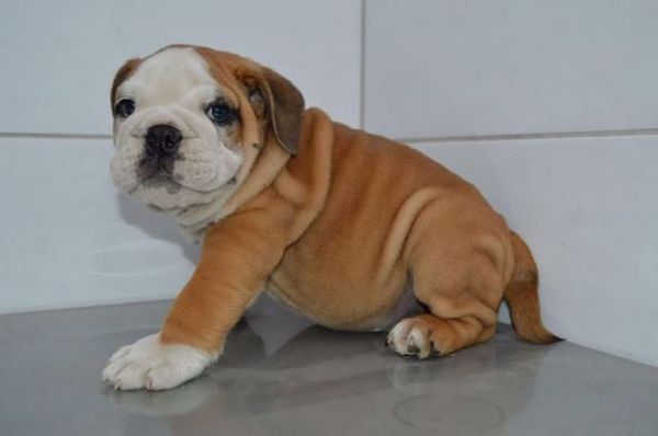 adorable male and female english bulldog puppies