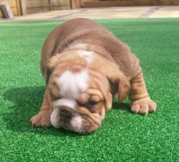 Kc Reg Chocolate English Bulldogs