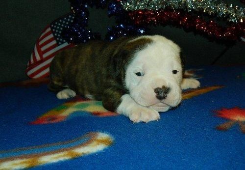 Bulldog Puppies Ready For Adoptio
