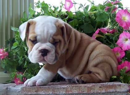 gtdfhff English Bulldog Puppies