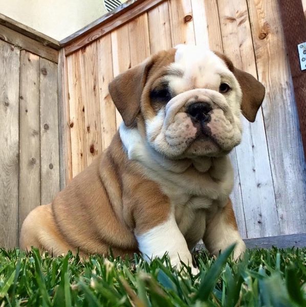 AKC quality French Bulldog Puppy