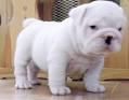 pure white english bulldog for adoption