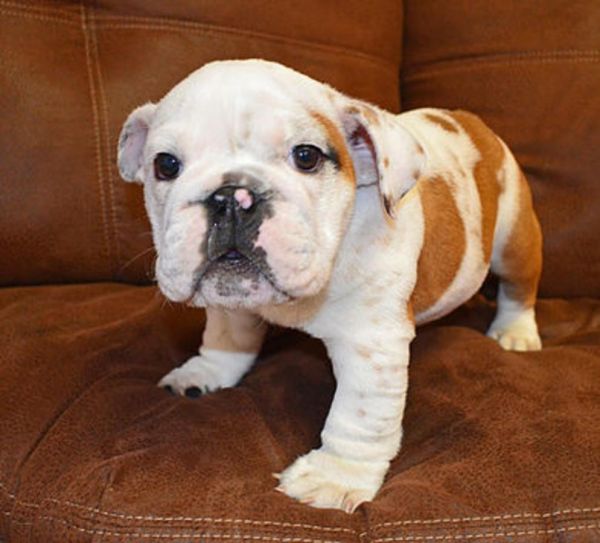 Beautiful English Bulldog Puppies Kc Reg