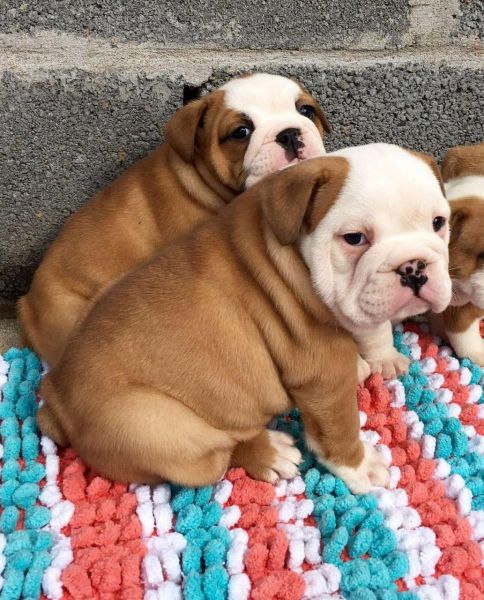 English Bulldog Puppies
