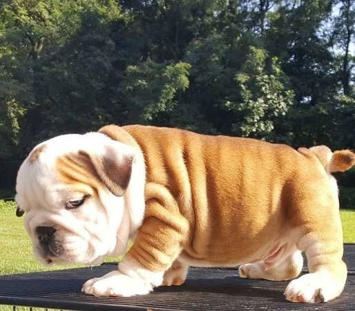 Akc registered English Bulldog puppies***