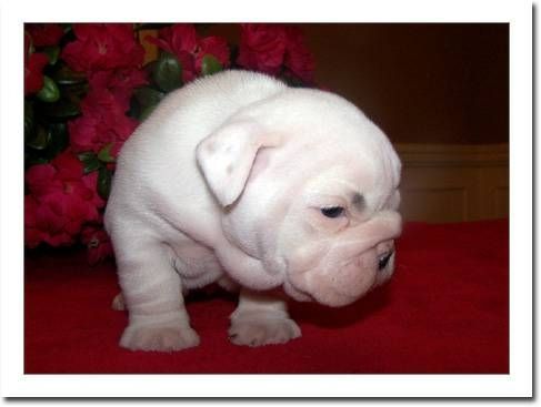 Cutelovely English Bulldog Puppies awaiting new homes text at ***