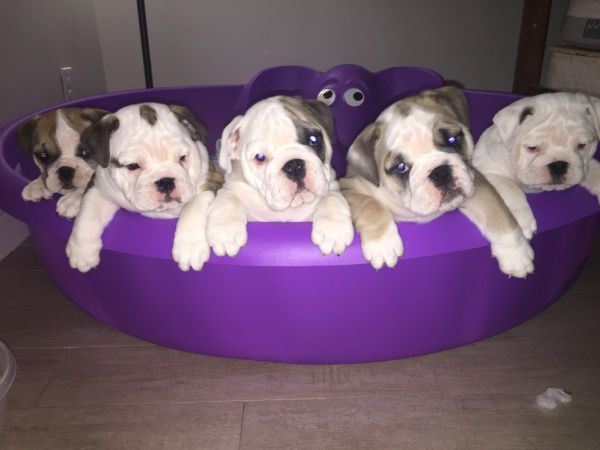 AKC English Bulldog Pups!!!