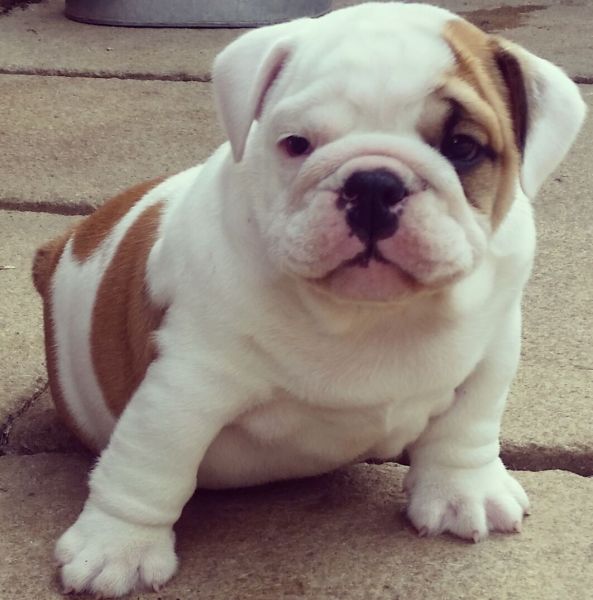boy and girl English bulldog for sale