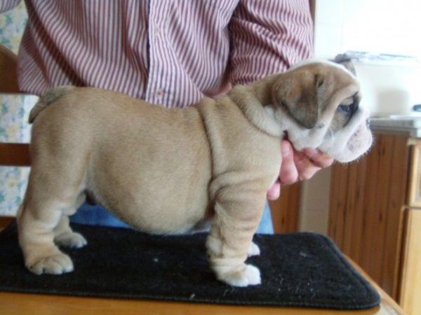English Bulldog puppies