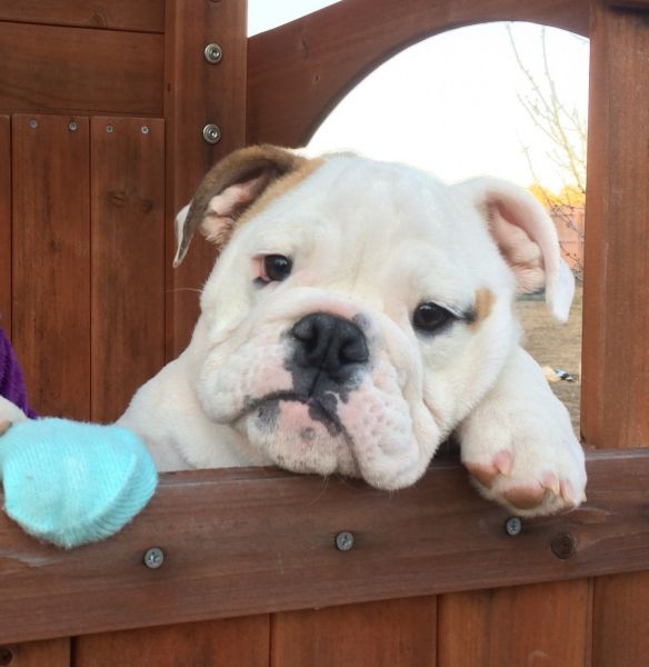 AKC English Bulldog Puppy