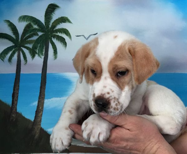 9 week old English bulldog /sharpei mix male puupy