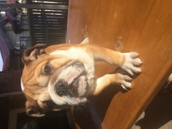 English Bulldogs for sale