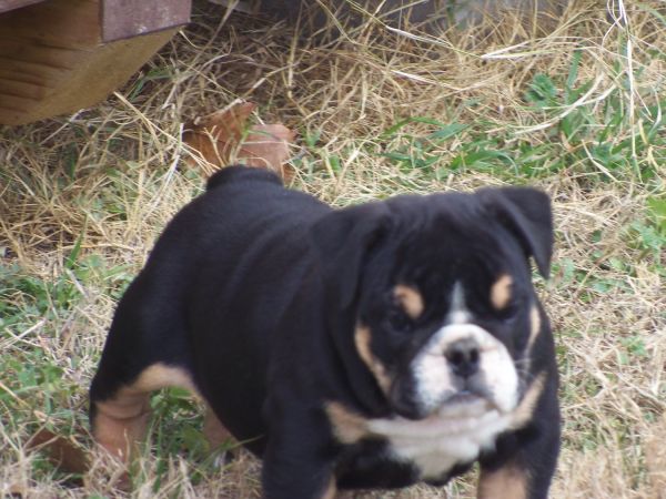 Blk Tri AKC Bulldog pups