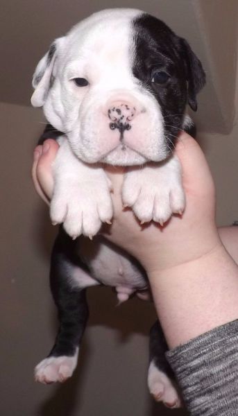 Fantastic Olde English Bulldogge puppies for sale