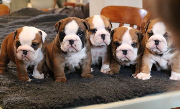 Simply Scrumptious Bulldog Puppies