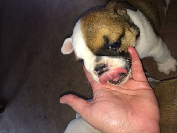 English Bulldog AKC
