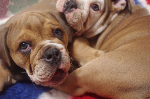 Male and Female English Bulldogs