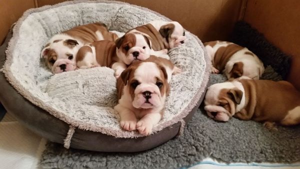 English Bulldog Puppies male and female