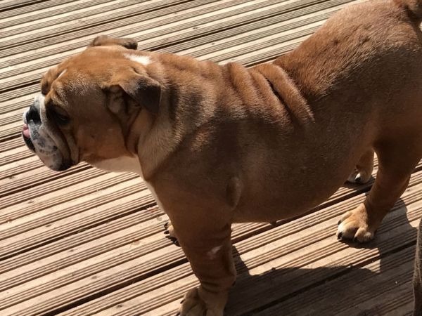 English bulldog puppies