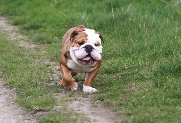 Outstanding Akc reg English Bulldogs